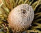 Woolly Orange Banksia Seed Pod