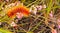 Woolly orange caterpillar on wild flower