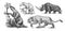 Woolly rhinoceros Cave lion. Ground sloth, Megatheriidae. Palorchestes or Marsupials of the family Palorchestidae
