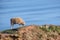 Woolly sheep is grazing on the cliff high above the sea on the island Heligoland, Germany, copy space