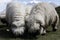 Woolly sheep grazing on the mountain