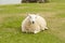 Woolly sheep sitting in Rhossili â€“ Wales, United Kingdom