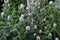 The woolly thistle, cirsium eriophorum.