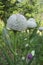 Woolly thistle Cirsium eriophorum