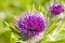 Woolly thistle, Cirsium eriophorum