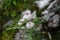 Woolly thistle (Cirsium eriophorum)