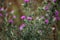 woolly thistle, Cirsium eriophorum plant