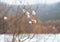 Woolly willow bud - Palm Sunday symbol in early spring near ice river