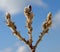 Woolly Willow buds with blue sky