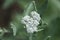 Woolly yarrow or Blood woundwort Achillea tomentosa   2