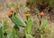 Woollyjoint Pricklypear - Opuntia tomentosa, Algarve, Portugal