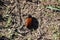 Wooly Bear caterpillar