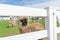 A wooly brown Alpaca peeking through a white fence, on an Amish farm in Lancaster County, PA, USA