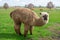 A wooly brown Alpaca performing for the camera