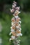 Wooly foxglove Digitalis lanata, spike with flowers