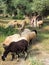 Wooly Greek Sheep Grazing in Ancient Olive Grove