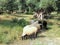 Wooly Greek Sheep Grazing in Ancient Olive Grove