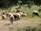 Wooly Greek Sheep Grazing in Ancient Olive Grove