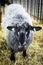 A wooly grey sheep with black face looks at camera from pen