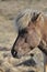 Wooly Icelandic Horse in a Field