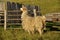 Wooly llama stands near a weathered fence