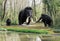 Wooly Mammoth Family near Shoreline