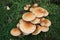 Wooly Milk-Cap, Lactarius tomentosus,  woodland, UK