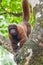 Wooly Monkey in Ecuadorian Amazon, Archidona