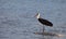 Wooly-necked Stork