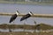 Wooly necked stork, Bhigvan, Pune, Maharashtra, India