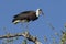 Wooly Necked Stork perched, South Africa