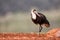 Wooly necked stork searching for food in Zimanga Game Reserve