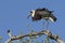 Wooly Necked Stork, South Africa