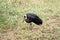 Wooly Necked Stork, South Africa