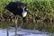 Wooly necked Stork, South AFrica, wading in water