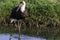 Wooly necked Stork, South AFrica, wading in water