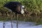 Wooly necked Stork, South AFrica, wading in water