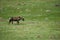 Wooly Pony on a Green Hillside