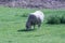 wooly sheep