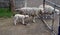 Wooly sheep at the farm gate