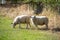 Wooly sheep in field ready for shearing