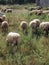 Wooly Sheep Grazing, Greece