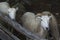 Wooly sheep with horns, standing near wooden fence, New England