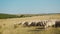 Wooly sheep and lambs on beautiful pasture, eating green grass field.