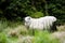 Wooly Sheep in New Zealand