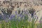 Wooly Verbena in Badlands