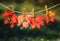 Word banner sale letters carved on colorful red bright maple leaves hanging in the autumn garden on a rope with clothespins