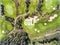 Word Golf. Aerial view over golf field. Summer time.