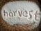 word harvest written on white grain rice inside flat bamboo