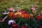 Word sale letters carved on colorful red bright maple leaves lie on the green grass in the autumn garden on a Sunny day